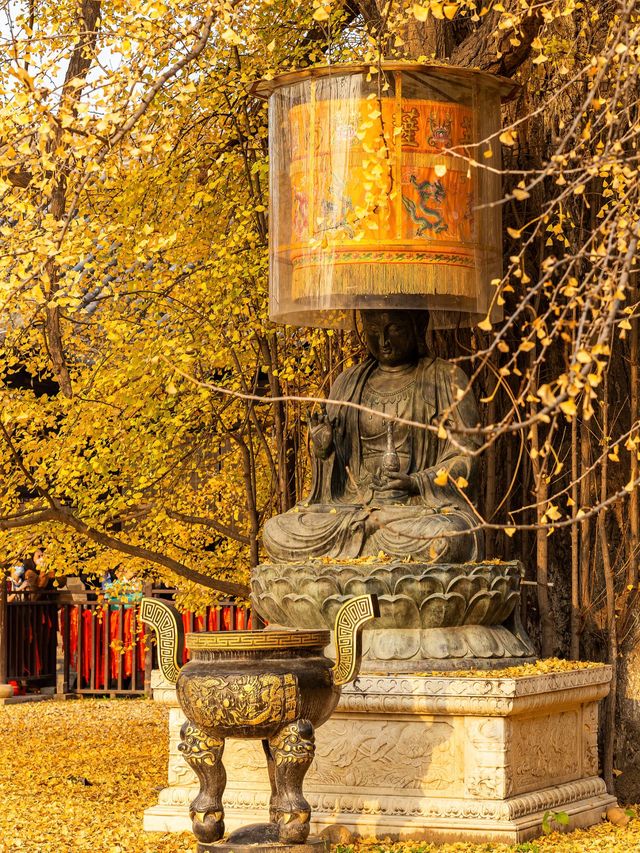 西安古觀音禪寺，銀杏天花板！