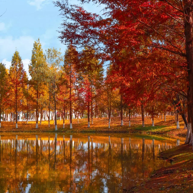 🍂 시안 가을의 숨은 보석, 짐바국립습지공원