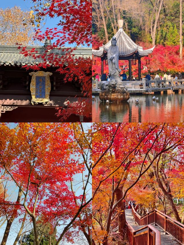 南京賞梅尋雪暴走攻略！12月錯過再等一年