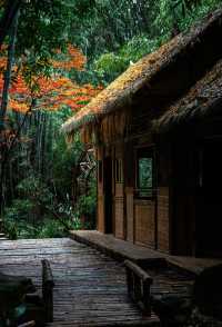 成都秋色指南：銀杏、紅楓與市井煙火交織的浪漫