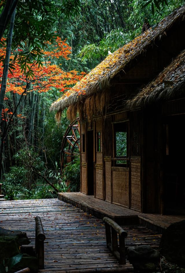 成都秋色指南：銀杏、紅楓與市井煙火交織的浪漫