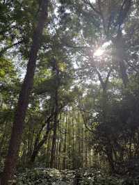 魔都隱蔽寶藏!西郊賓館免費參觀全攻略