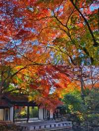 我以為蘇州的秋天夠美了，直到我來了無錫！