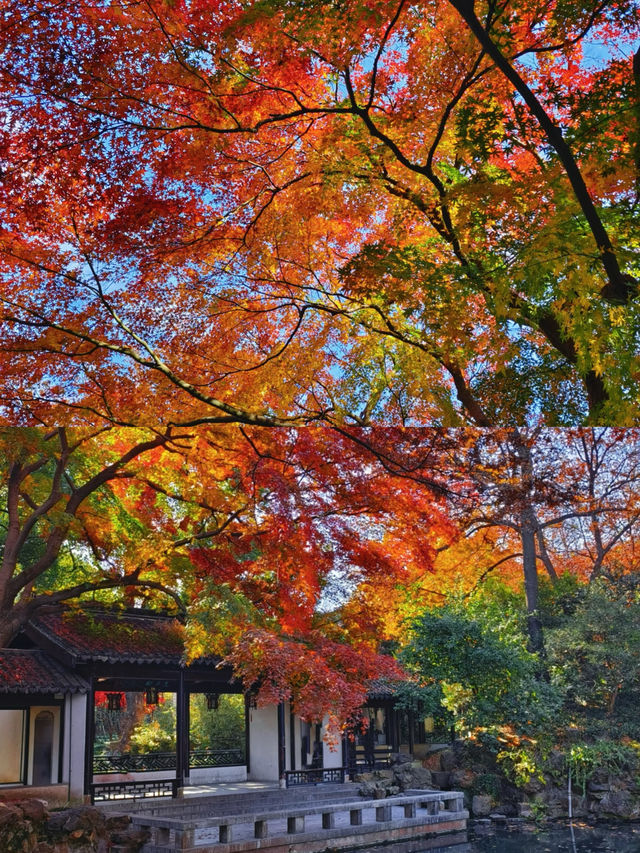 我以為蘇州的秋天夠美了，直到我來了無錫！