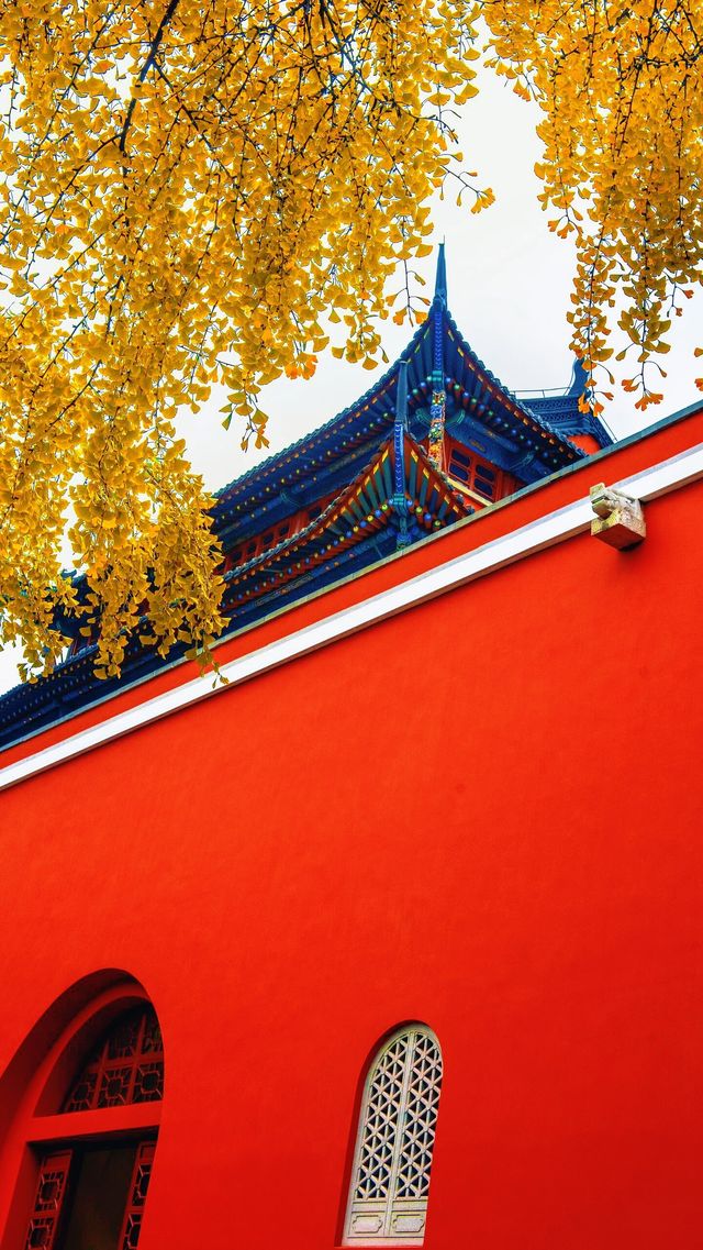 南京必打卡！紅牆銀杏出片神地，比故宮人少好看！