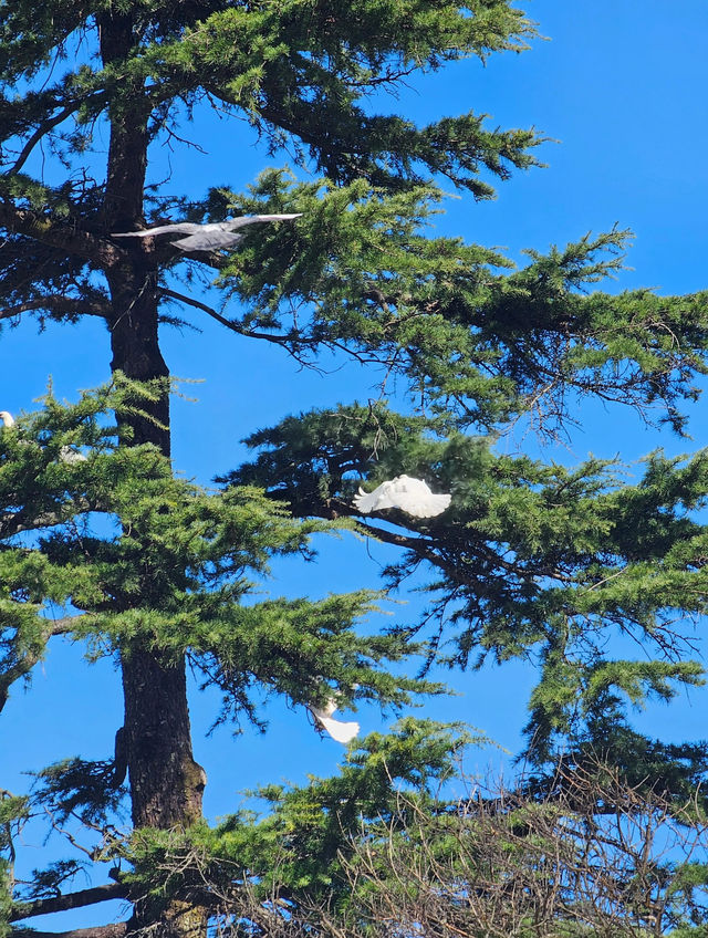 在廬山，抓住了秋天的尾巴
