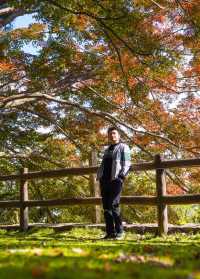 楓情莫干,醉美深秋