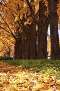 亞布力銀杏鋪秋箋，暖居枕林醉晴川