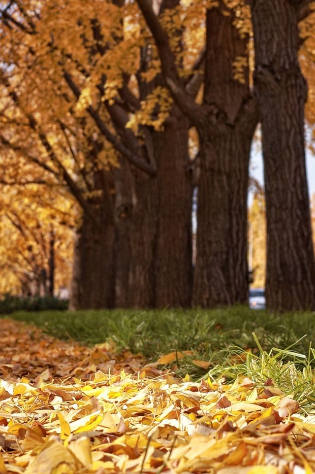 亞布力銀杏鋪秋箋，暖居枕林醉晴川