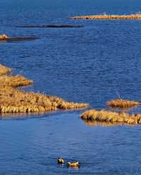 雲南秋日封神!普達措私藏玩法,避開人潮邂逅童話秘境