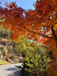 杭州周邊寶藏！紅葉指南村，秋日大片天花板