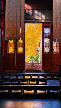 南京棲霞山秋色實測｜銀杏金黃楓葉漸變，下週顏值巔峰！