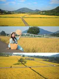 稻田金黃,秋日的浪漫