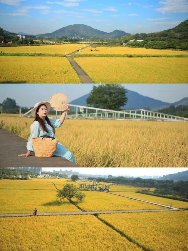 稻田金黃,秋日的浪漫 稻田金黃,秋日的浪漫