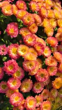 深圳冬日限定浪漫仙湖植物園花展也太出片了吧！