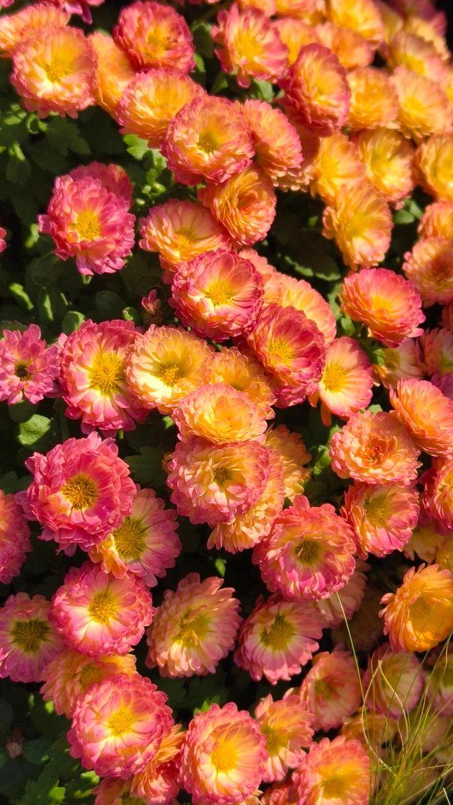 深圳冬日限定浪漫仙湖植物園花展也太出片了吧！