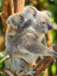 澳洲神仙路線玩轉南半球