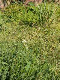 普洱避世秘境闖入宮崎駿的綠野仙蹤