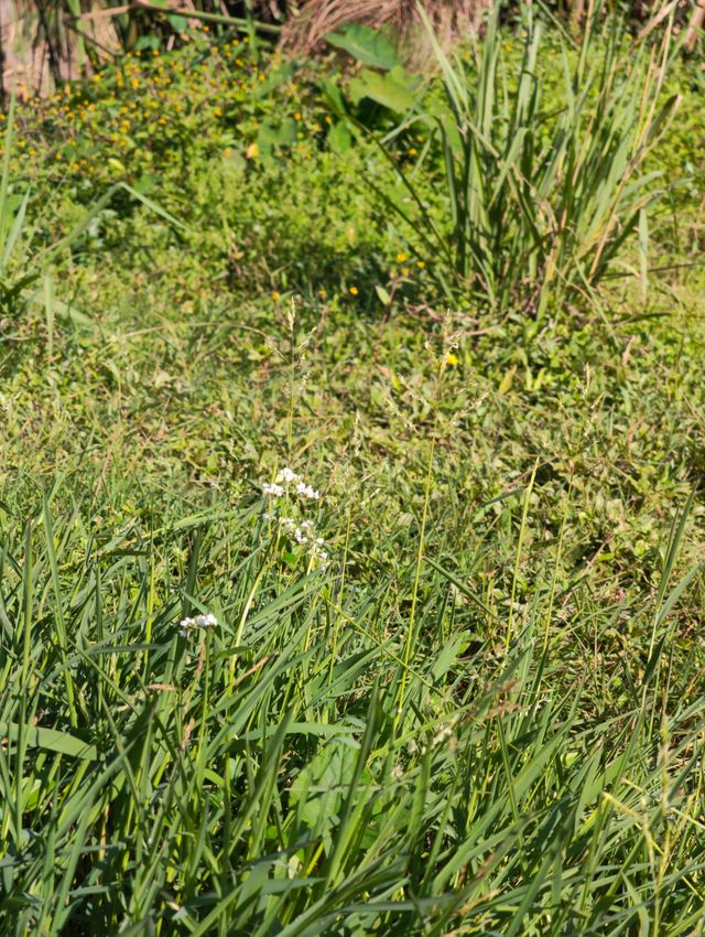 普洱避世秘境闖入宮崎駿的綠野仙蹤