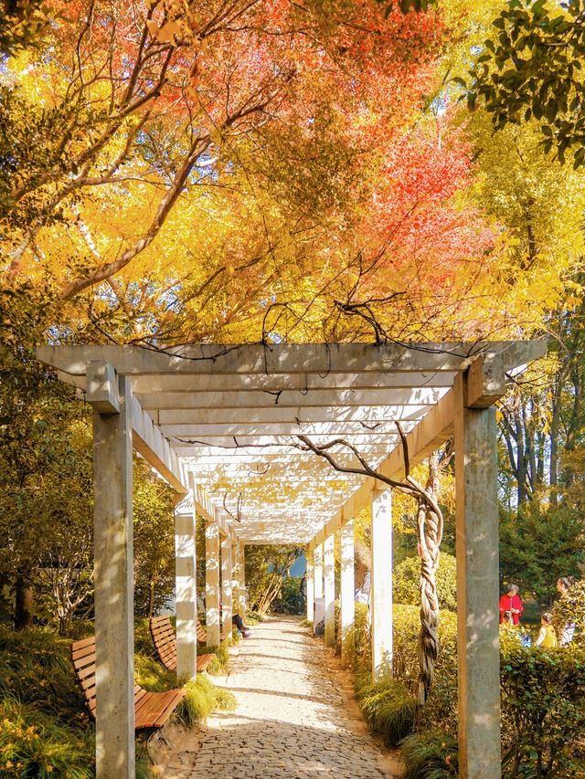 上海小眾秋色天花板一扇金色之門驚艷了深秋！