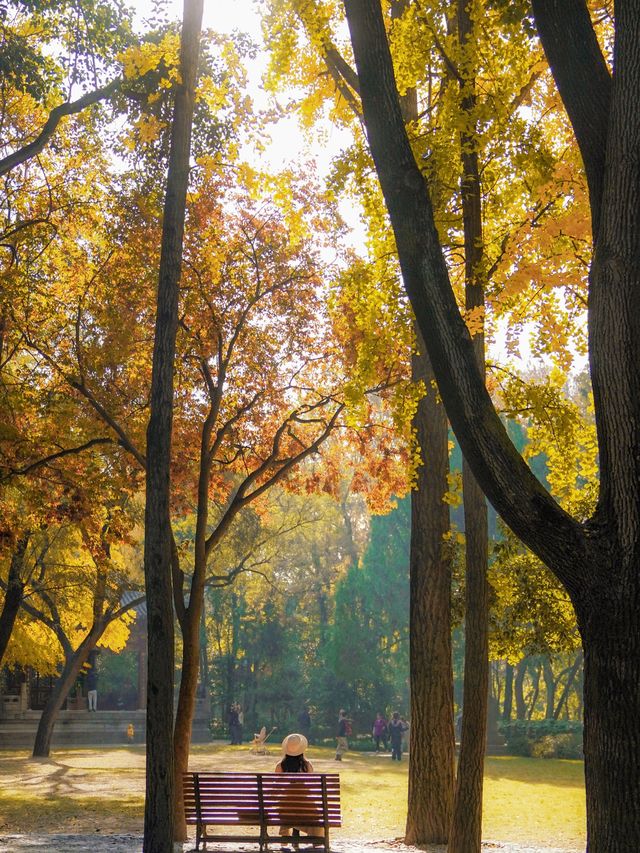 上海小眾秋色天花板一扇金色之門驚艷了深秋！