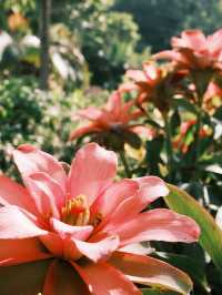 12月仙湖植物園親子遊|不走回頭路攻略