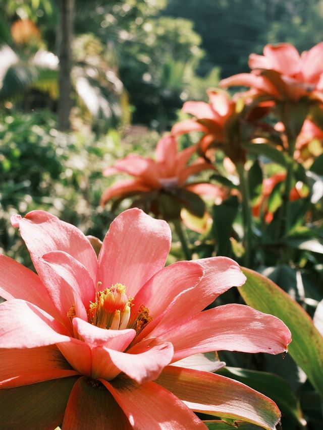 12月仙湖植物園親子遊|不走回頭路攻略 12月仙湖植物園親子遊|不走回頭路攻略