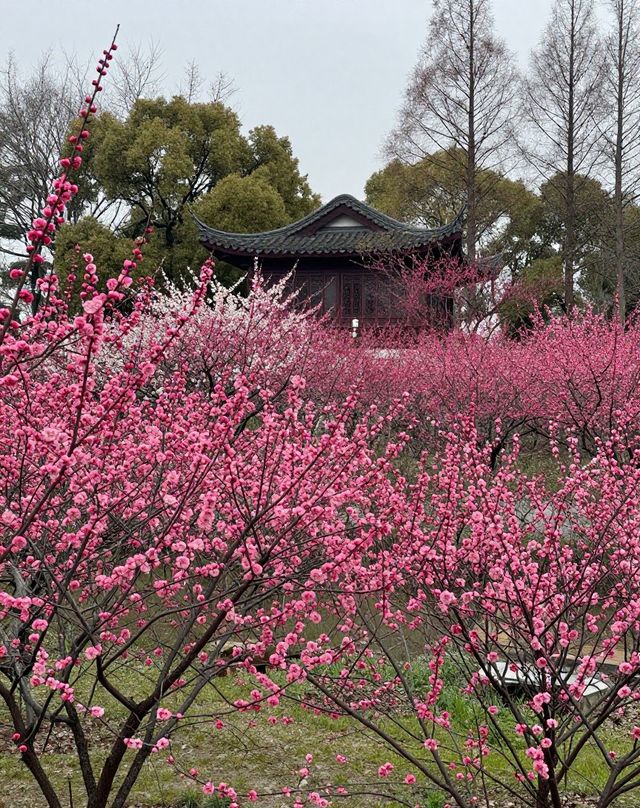 魔都版莫奈花園打卡|四季皆美,打卡不踩雷 魔都版莫奈花園打卡|四季皆美,打卡不踩雷