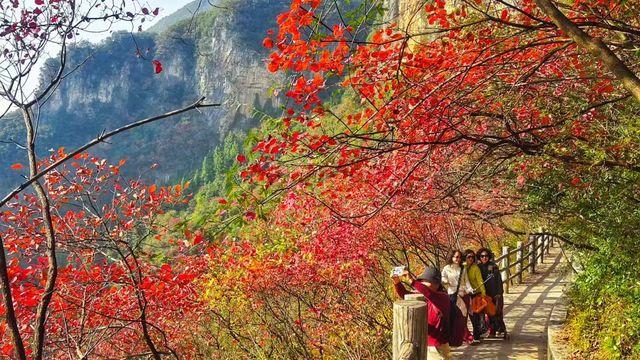 三峽紅葉與雲海,太美啦! 三峽紅葉與雲海,太美啦!