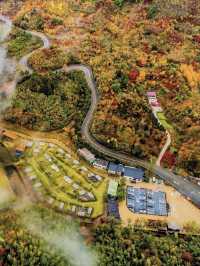 賞秋倒計時,四明山再不去葉子都謝完了