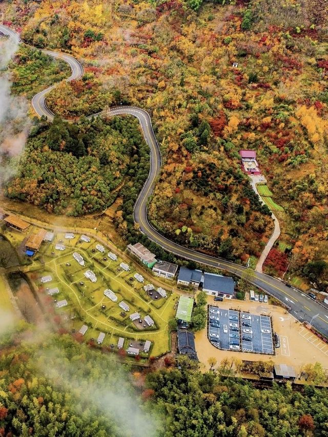 賞秋倒計時,四明山再不去葉子都謝完了 賞秋倒計時,四明山再不去葉子都謝完了