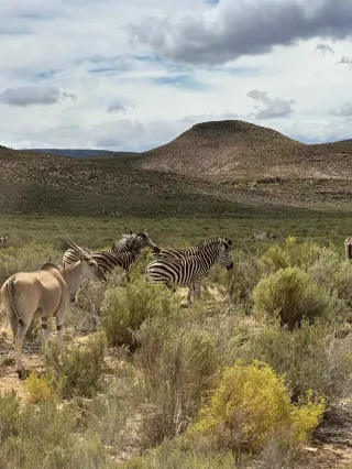 2小時逃離都市！在阿奎拉和獅子對視safari
