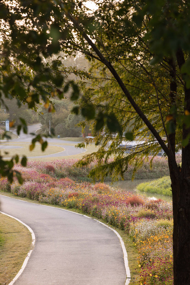 魔都不可錯過的深秋聖地！地膚草海美到窒息