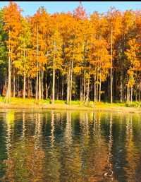 上海世紀公園週末漫遊指南免費賞秋絕美勝地