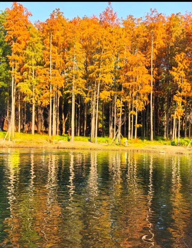 上海世紀公園週末漫遊指南免費賞秋絕美勝地 上海世紀公園週末漫遊指南免費賞秋絕美勝地