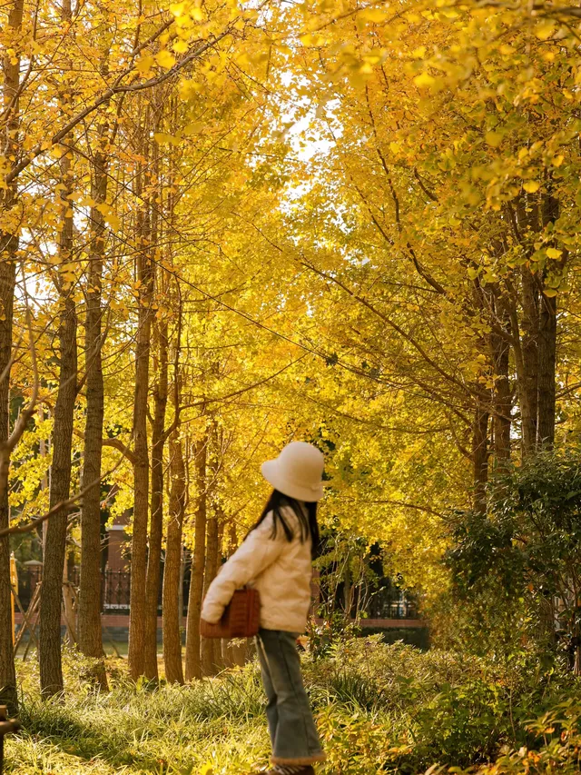 找到了!上海黃得最早的銀杏林免費人少 找到了!上海黃得最早的銀杏林免費人少