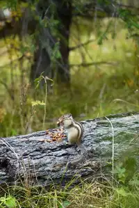 喀納斯湖 Kanas lake 天堂遺忘的地方