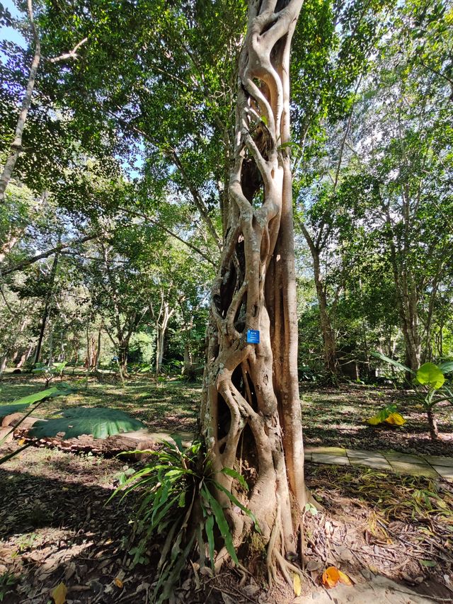 中國科學院西雙版納熱帶植物園真的太寶藏了，必須安利給大家