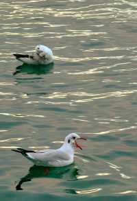 瀘沽湖｜第一次來必看！冬季水墨仙境全攻略