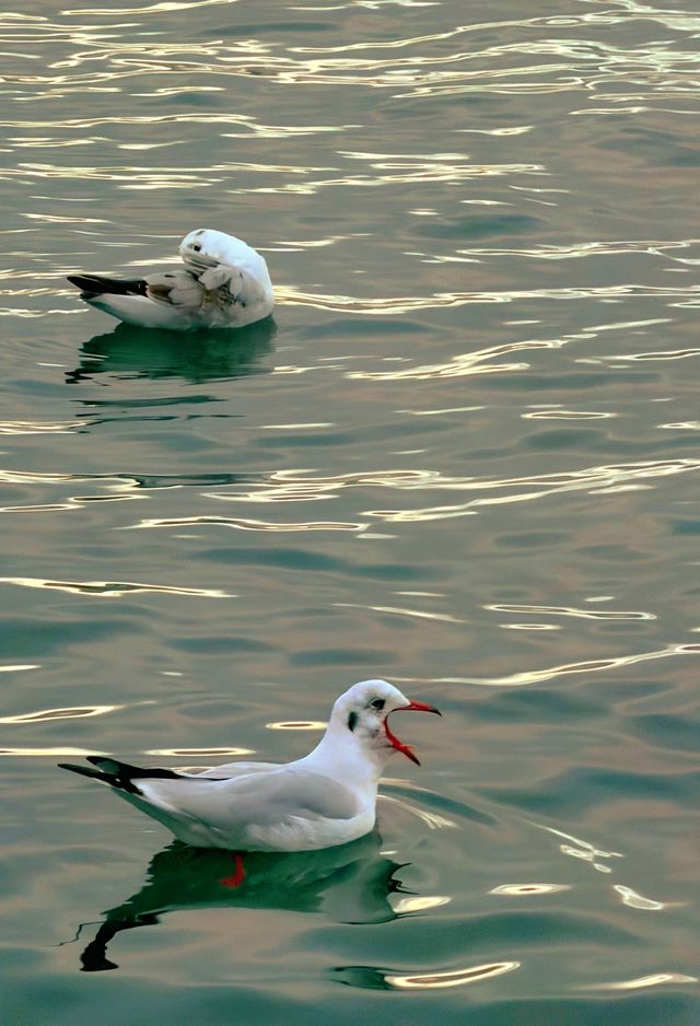 瀘沽湖｜第一次來必看！冬季水墨仙境全攻略