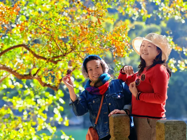 桂林陽堤隱藏款！原來「月光烏桕」的浪漫和月