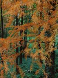 寧波徒步爬山|水杉-蘆葦蕩秋天王炸組合路線