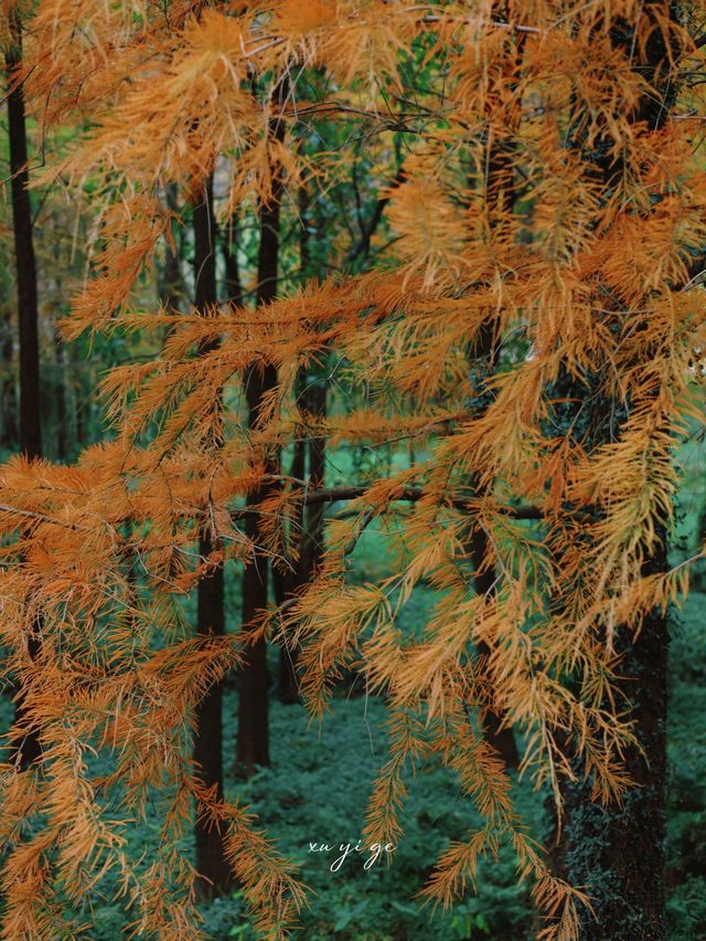 寧波徒步爬山|水杉-蘆葦蕩秋天王炸組合路線