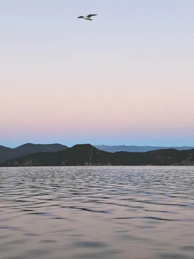 被瀘沽湖美鼠！12.4實拍！