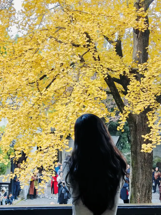 11.29 Live update! The autumn at Huishan Ancient Town's Jichang Garden is going crazy!