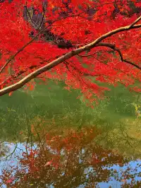 12.5實況 ｜棲霞山美得讓人掐人中