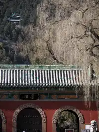 在太原晉祠，觸摸到了三千年的西周柏樹