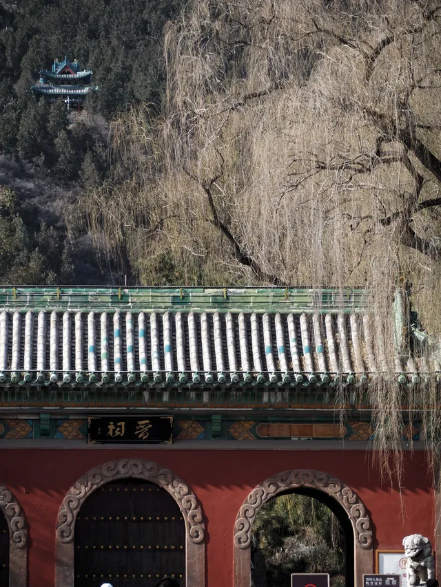 在太原晉祠，觸摸到了三千年的西周柏樹