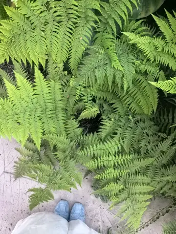 Don’t hesitate to ask! Is the greenhouse at Shanghai Botanical Garden worth visiting?!