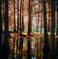 南京燕雀湖絕美水杉攻略秋日限定版油畫秘境